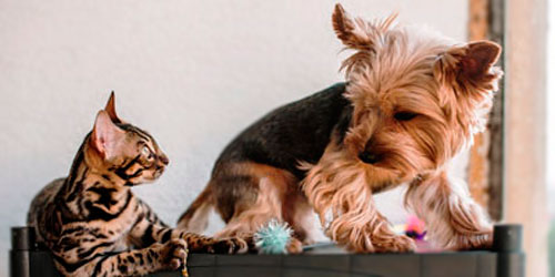 Gołdap Taxi Przewóz zwierząt domowych